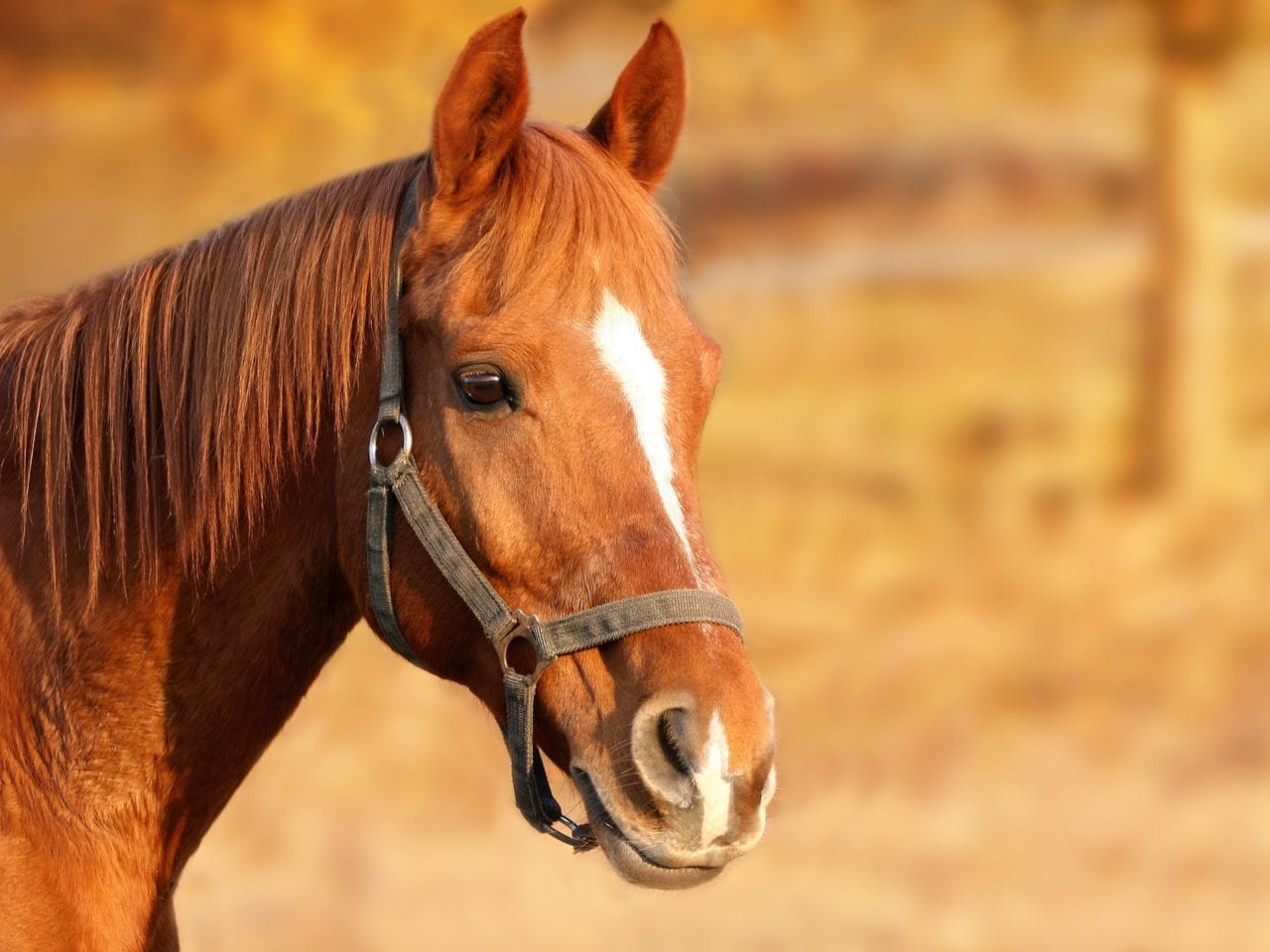 apprentissages-formation-communication-animale-annecy-3